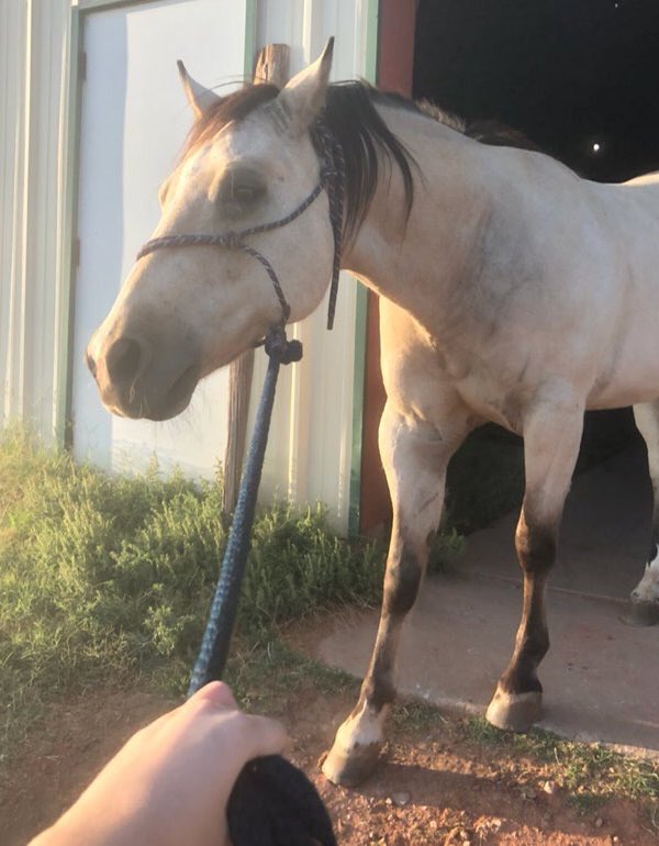 Rate_Horses's tweet photo. This is Gunner. Always happy to show you his good side in photos. Freezes up when you try to photograph his bad side. 15/10 We can empathize, Gunner. https://t.co/3OvY8Pp7Ts