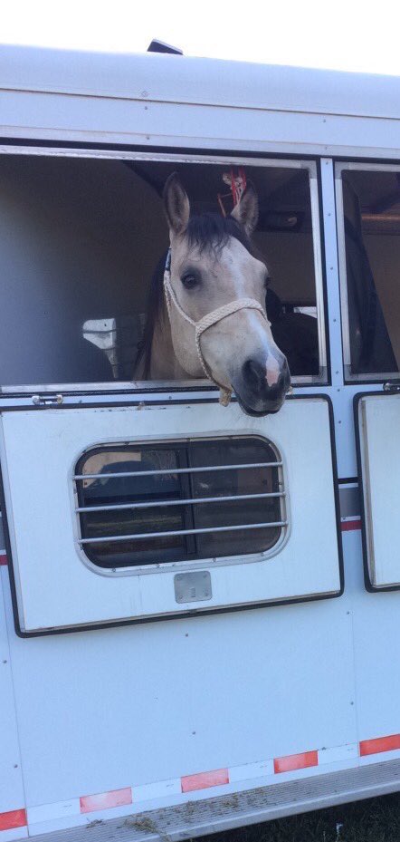 Rate_Horses's tweet photo. This is Gunner. Always happy to show you his good side in photos. Freezes up when you try to photograph his bad side. 15/10 We can empathize, Gunner. https://t.co/3OvY8Pp7Ts