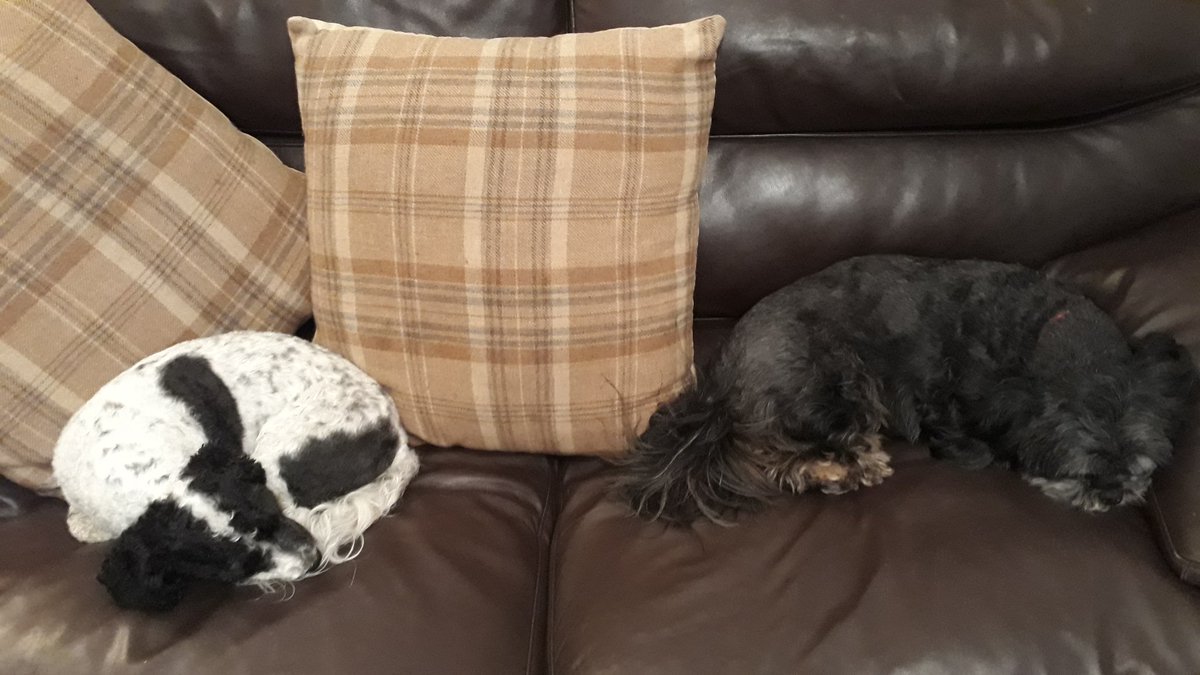dogloverfans's tweet photo. We always have a fab time when our good friend Lulu comes to stay... apart from when she nicks Dad's spot on the sofa! 😒🐶😂 Glad you had a lovely evening, see you soon #Doglovers 😉 https://t.co/Qv9kJJOyqZ