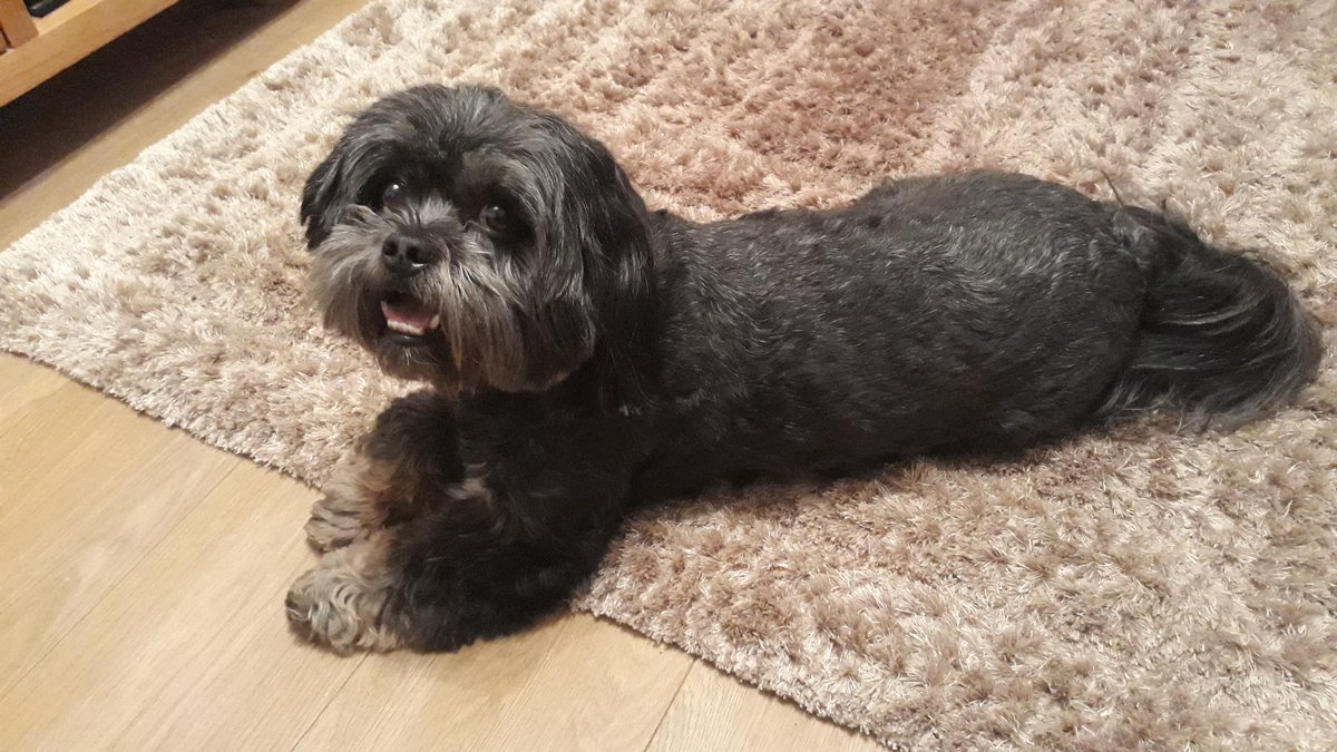 dogloverfans's tweet photo. We always have a fab time when our good friend Lulu comes to stay... apart from when she nicks Dad's spot on the sofa! 😒🐶😂 Glad you had a lovely evening, see you soon #Doglovers 😉 https://t.co/Qv9kJJOyqZ