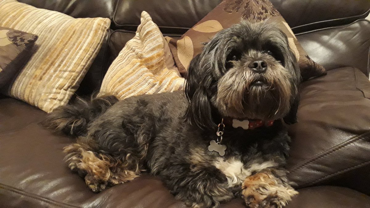 dogloverfans's tweet photo. We always have a fab time when our good friend Lulu comes to stay... apart from when she nicks Dad's spot on the sofa! 😒🐶😂 Glad you had a lovely evening, see you soon #Doglovers 😉 https://t.co/Qv9kJJOyqZ