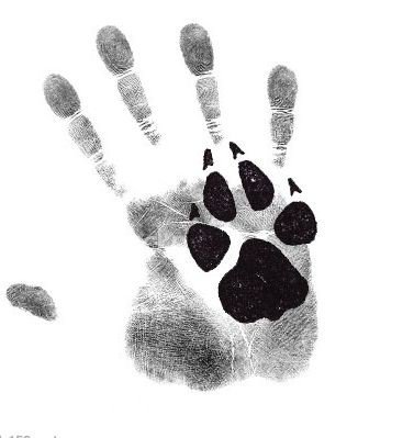 ✦ "Your existence is a lie. There can only be one alpha" ✦

✦ Wolf OC
✦ #OpenRP