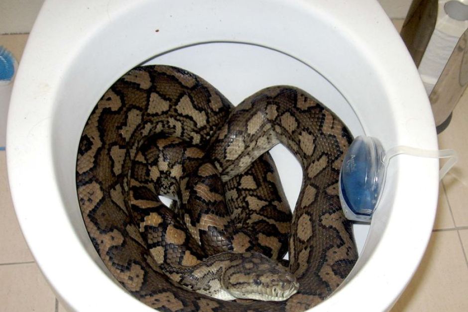 Abcemergency On Twitter Snakes Can Also Lose Their Homes During A Flood And May Look For Shelter In Houses Sheds And Piles Of Debris In Vic You Can Call 136 186 For