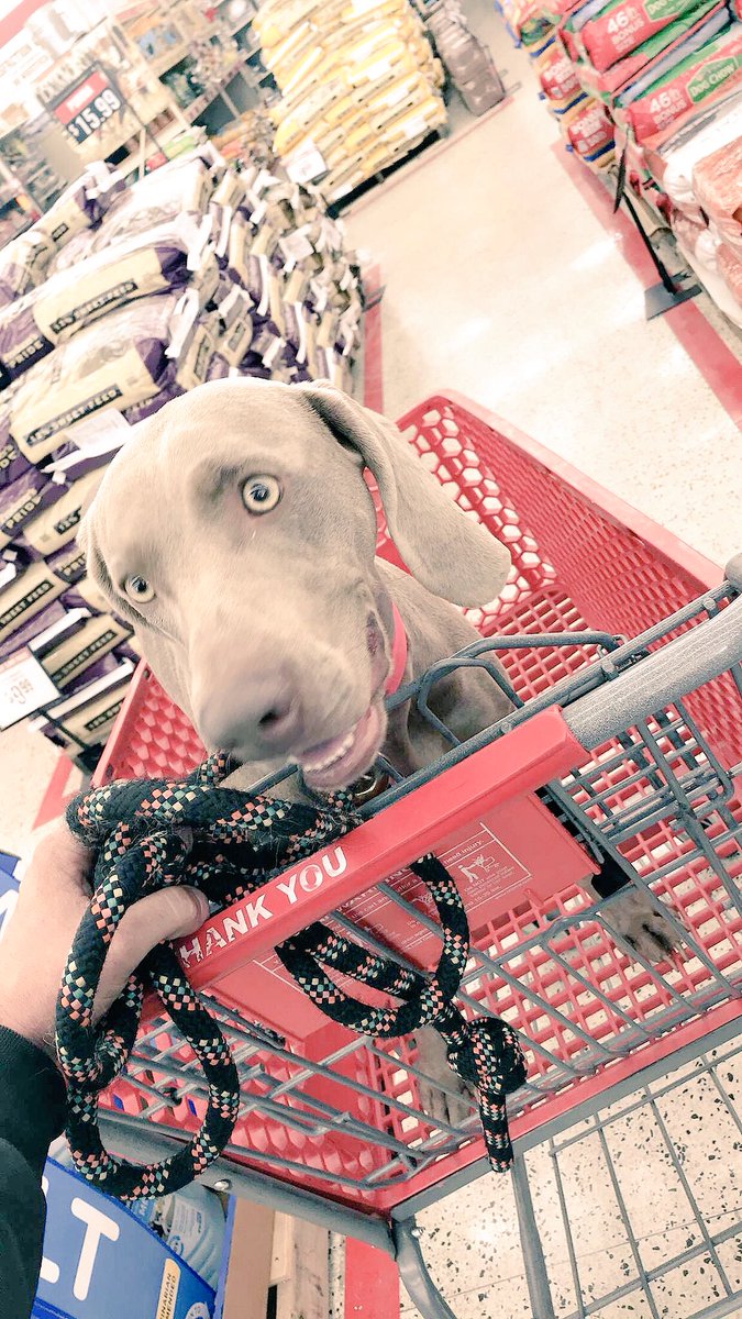 AWal1717's tweet photo. Please enjoy these photos of Chase Bug in the cart at Tractor Supply 💕🌎🐶🤗 https://t.co/QyofgZyLOP