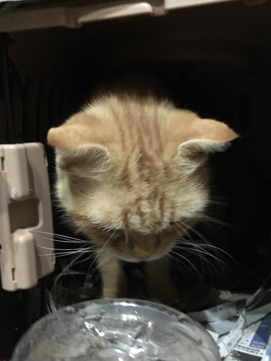 保護猫カフェ鶴橋店 元保護猫カフェマンチカン 里親募集 リボン 3歳 スコティッシュフォールド 先日保護されてきたリボンちゃん 扉を開けるとご挨拶してくれました まだ慣れないですがお外には興味津々 O W O リボンちゃん里親様募集中 保護猫カフェ鶴橋店 元保護猫カフェマンチカン 里親募集 リボン 3歳 スコティッシュフォールド 先日保護されてきたリボンちゃん 扉を開けるとご挨拶してくれました まだ慣れないですがお外には興味津々 O W O リボンちゃん里親様募集中