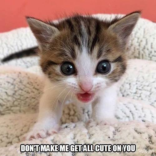 cute cat