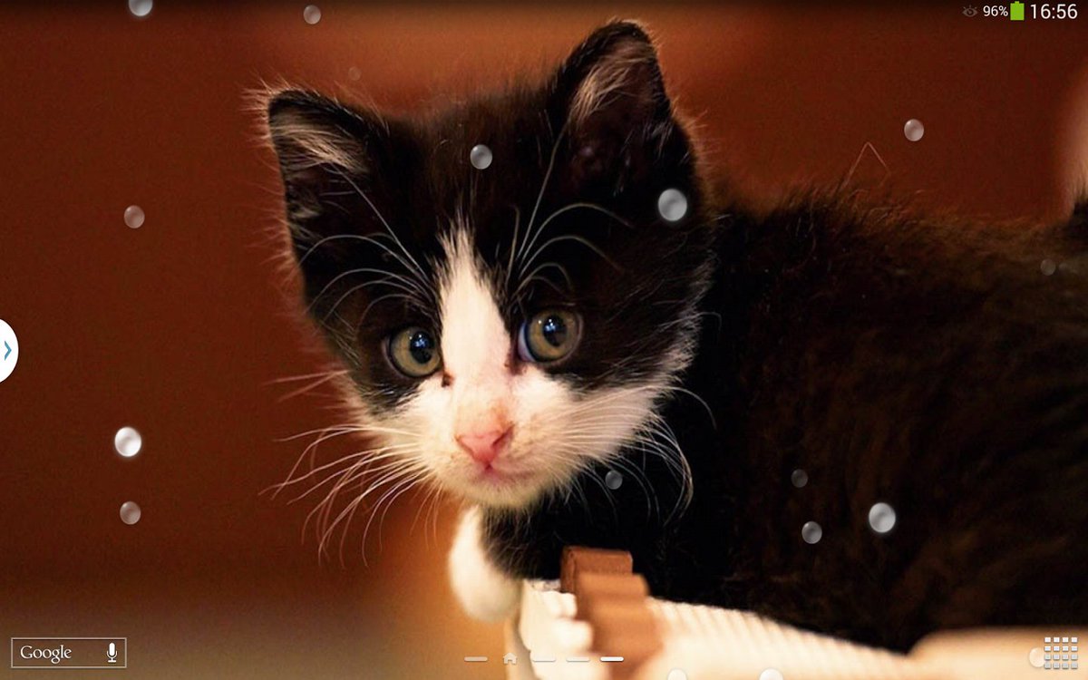 CuteCatRepublic's tweet photo. #Tall, dark and handsome was hot. #Tall, dark, and handsome with a nestled #kitten? #Atomic. #ChloeNeill #ANestledKitten https://t.co/FO4YrJxCQ7