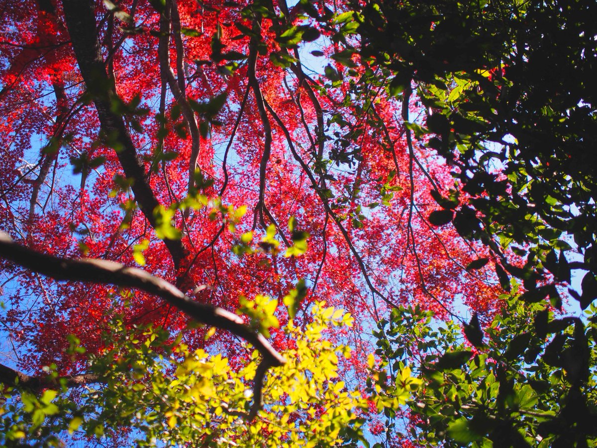 edorintarou's tweet photo. 今年もむちゃくちゃ綺麗だった！！
#PHOTO #Photography #ファインダー越しの私の世界 #写真で伝えたい私の世界 #秋 #紅葉 #Red #Momiji #Autumn #nature #colorful #greentored #greentoyellow #Japan https://t.co/Ifn9Vcus3P