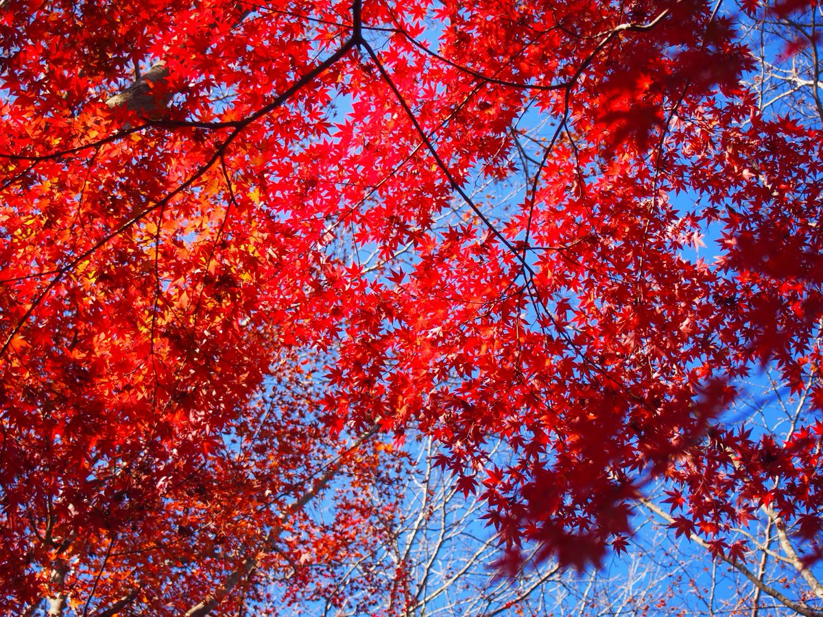 edorintarou's tweet photo. 今年もむちゃくちゃ綺麗だった！！
#PHOTO #Photography #ファインダー越しの私の世界 #写真で伝えたい私の世界 #秋 #紅葉 #Red #Momiji #Autumn #nature #colorful #greentored #greentoyellow #Japan https://t.co/Ifn9Vcus3P