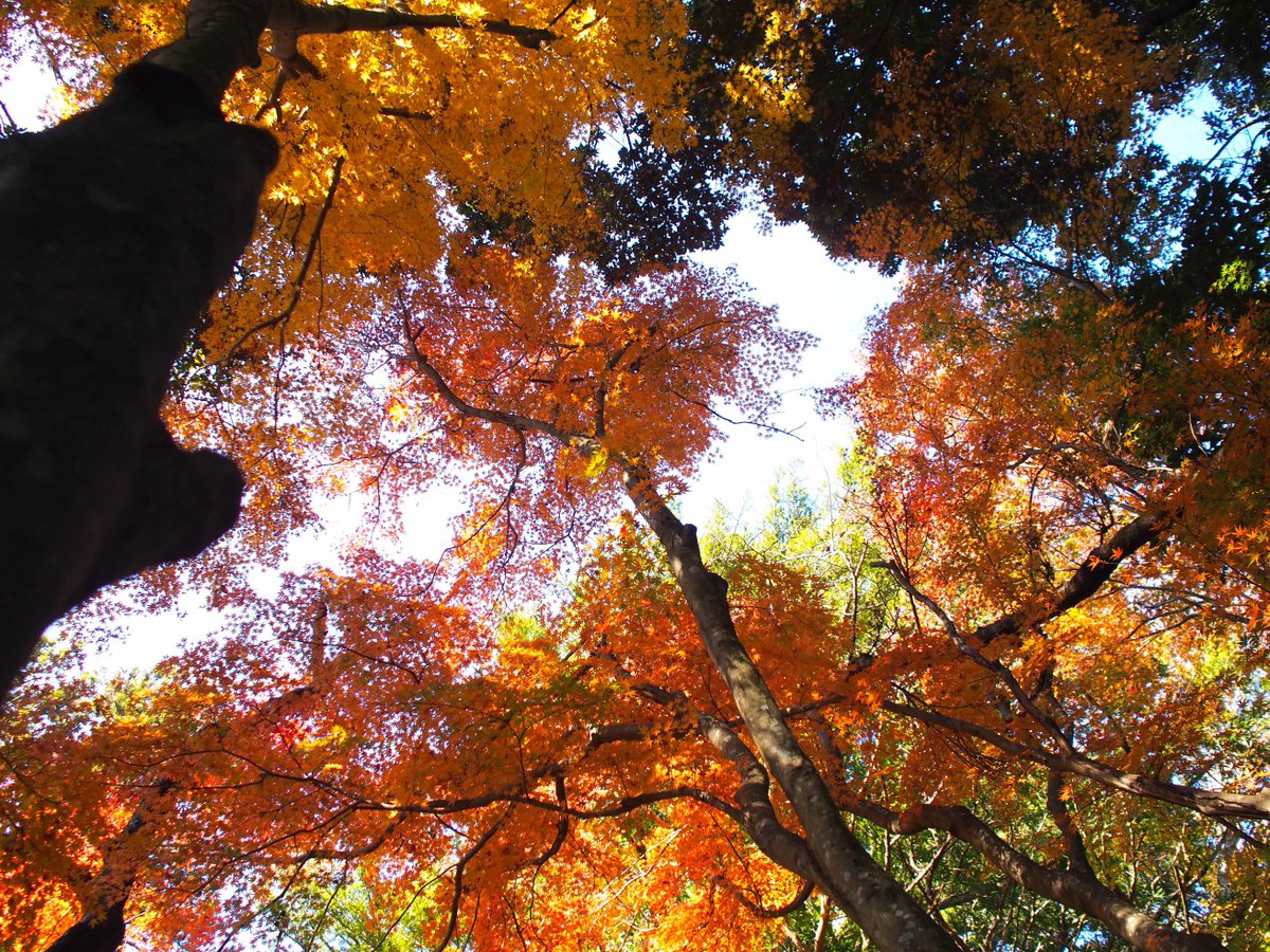 edorintarou's tweet photo. 今年もむちゃくちゃ綺麗だった！！
#PHOTO #Photography #ファインダー越しの私の世界 #写真で伝えたい私の世界 #秋 #紅葉 #Red #Momiji #Autumn #nature #colorful #greentored #greentoyellow #Japan https://t.co/Ifn9Vcus3P