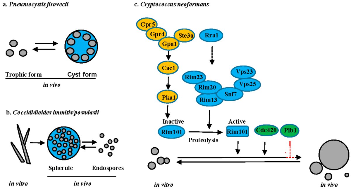 JoF_MDPI's tweet image. Morphology Changes in Human #FungalPathogens upon Interaction with the Host by Drs. Zhongming Li and Kirsten Nielsen from @UMNews : mdpi.com/2309-608X/3/4/… #fungalburden #fungaldisease #hyphae