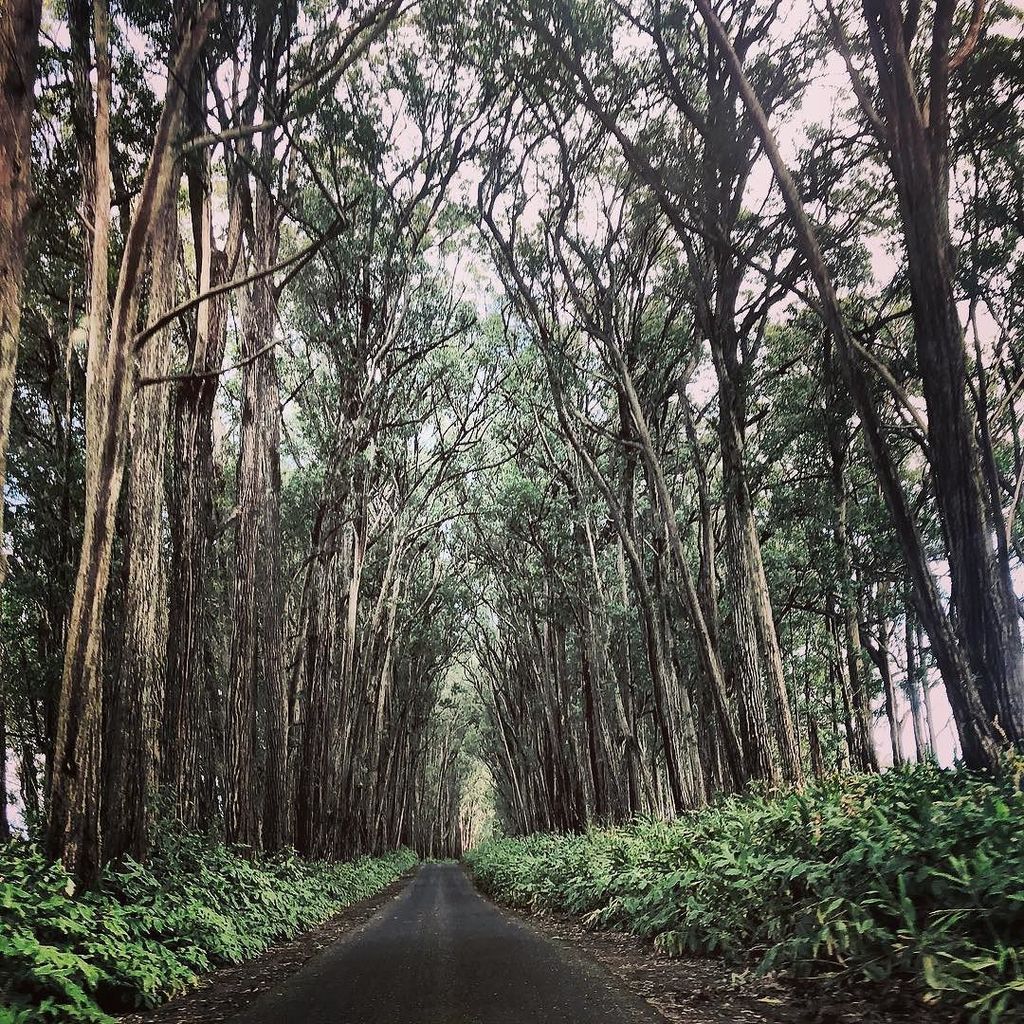 JulieZiemelis's tweet photo. A trip down #MudLane #Waimea #Hawaii #BigIsland #eucalyptusgrove #TreeLove #Bucolic https://t.co/9RvkS93NGr https://t.co/UA3BTgsdt0