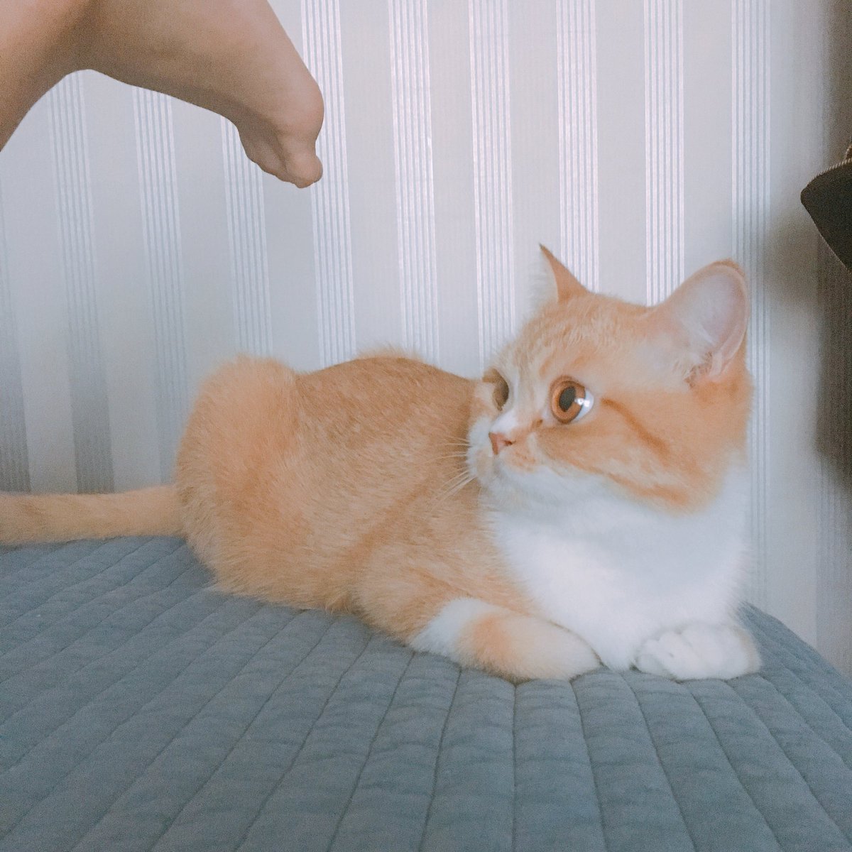 joongoo_cat's tweet photo. https://t.co/YuWNfXAc4k