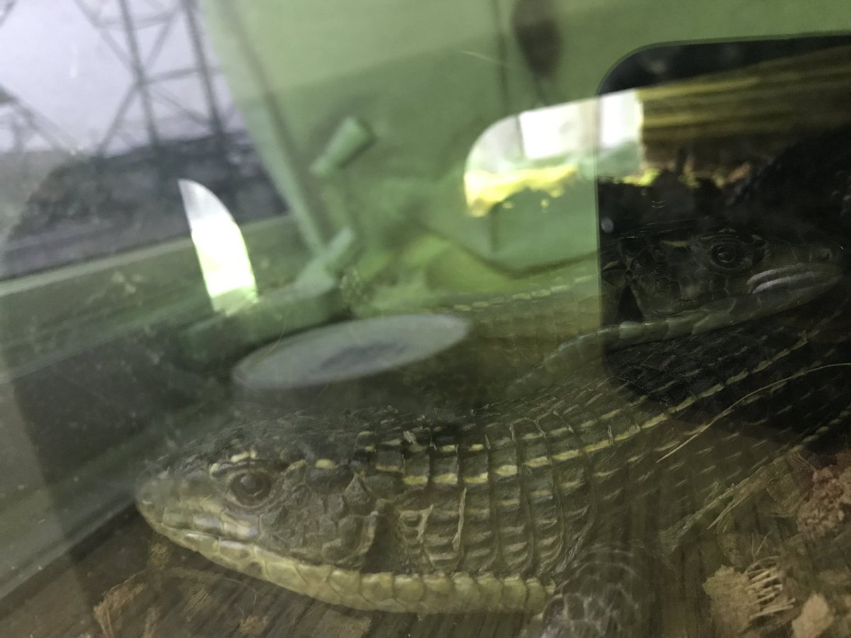 米屋 オニプレ水槽のレイアウト変更しました カインズの踏み台を買ってきてシェルター兼バスキングスポットとして利用 床材もデザートブレンド バークチップからバークチップオンリーに バスキングスポットへ昇り降りしてるの見ると気に入ってくれた