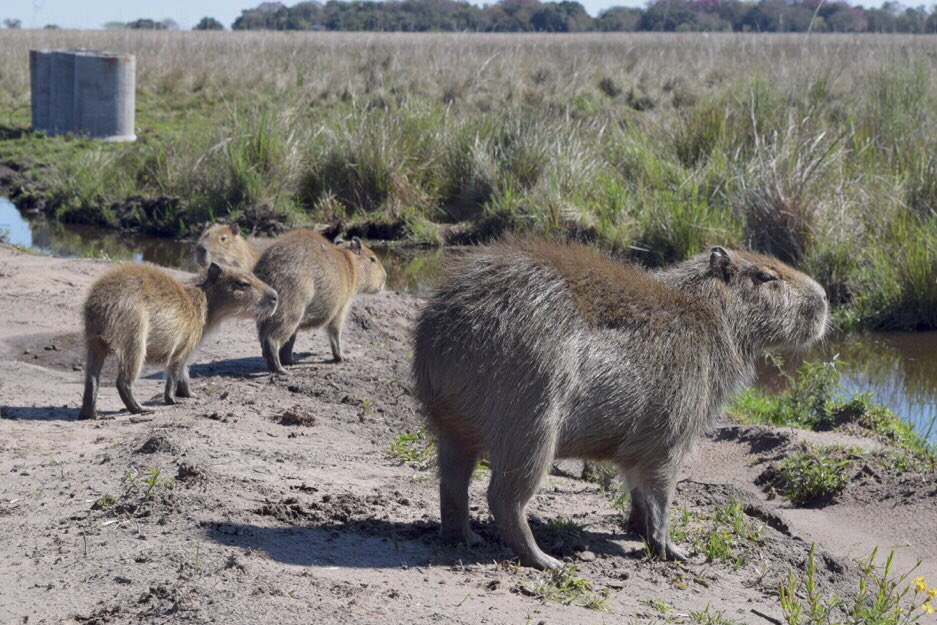 talinden's tweet photo. Now catching up on the #DailyCritters that I never posted to Twitter!
Day 13: The capybara (Hydrochoerus hydrochaeris). Check out this post in which I used the world’s largest rodent as an excuse to make a Nicki Minaj joke #buttreally https://t.co/4WDDqDCh44 https://t.co/ZV8HYll7fs
