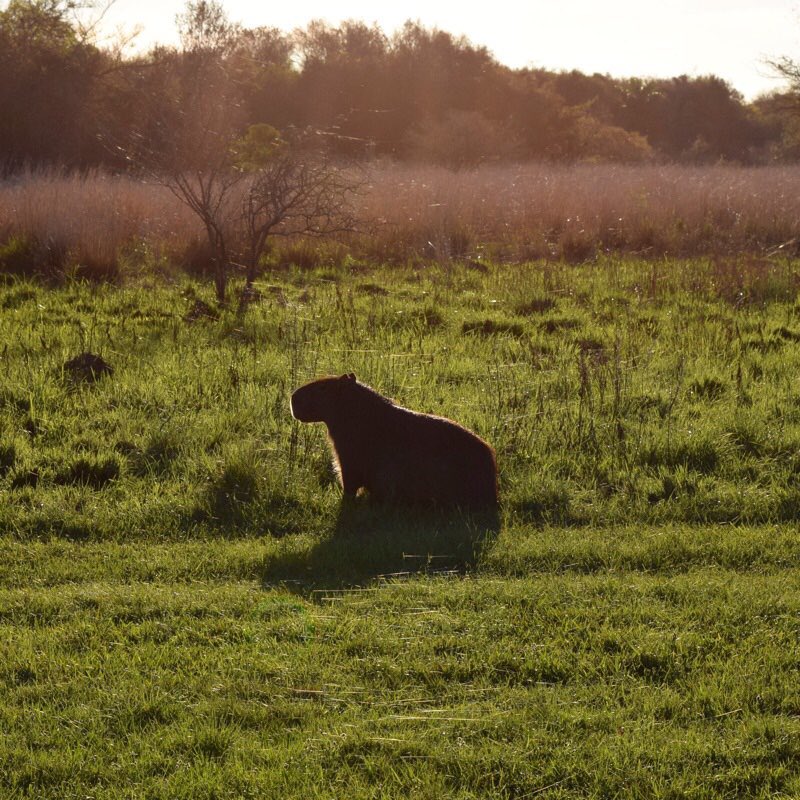 talinden's tweet photo. Now catching up on the #DailyCritters that I never posted to Twitter!
Day 13: The capybara (Hydrochoerus hydrochaeris). Check out this post in which I used the world’s largest rodent as an excuse to make a Nicki Minaj joke #buttreally https://t.co/4WDDqDCh44 https://t.co/ZV8HYll7fs