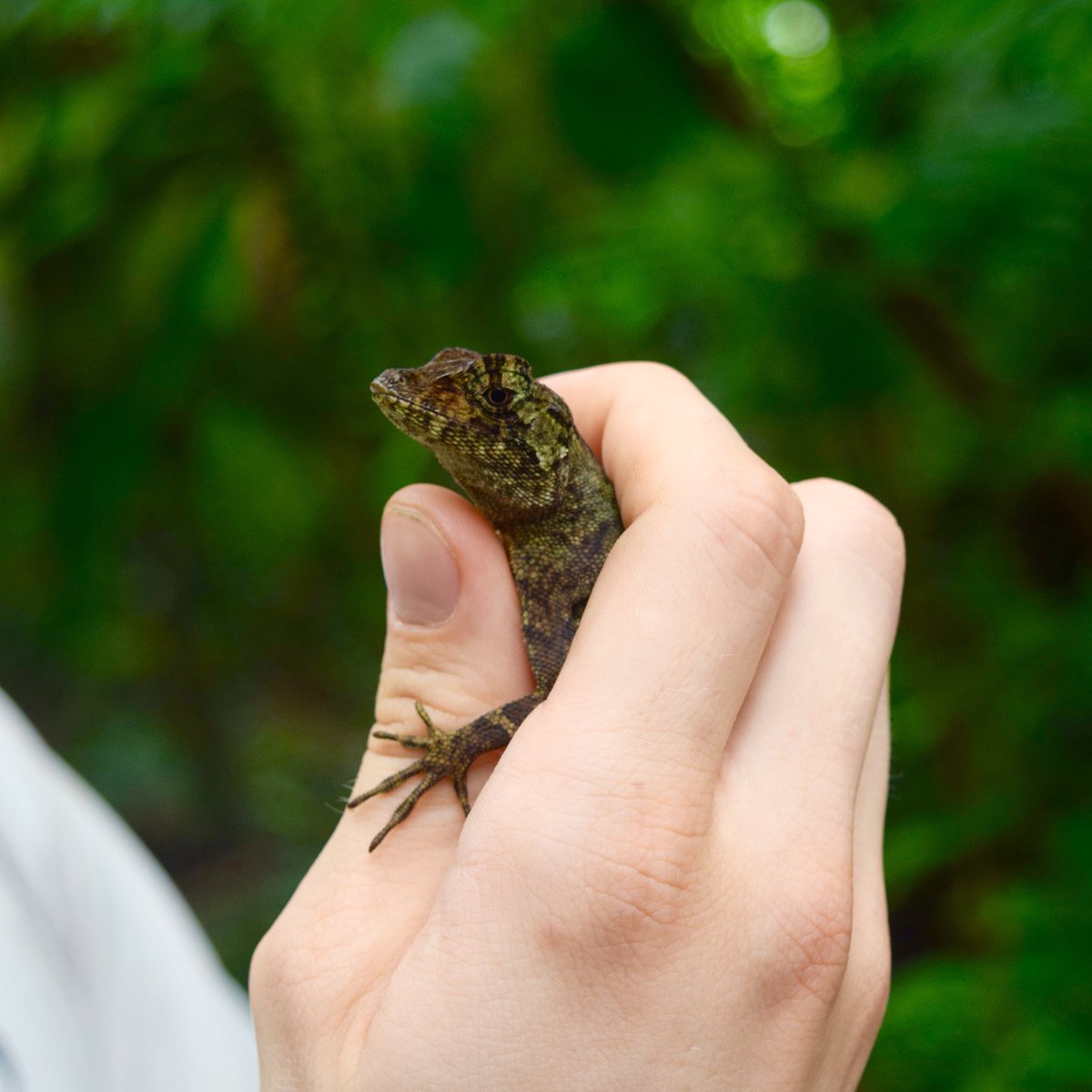 talinden's tweet photo. #DailyCritter Day 14 was a twofer: Anolis lizards! Can you guess why these critters do push-ups? #GymTanLizard https://t.co/gPxHN0M95S https://t.co/NXJKTbduL0