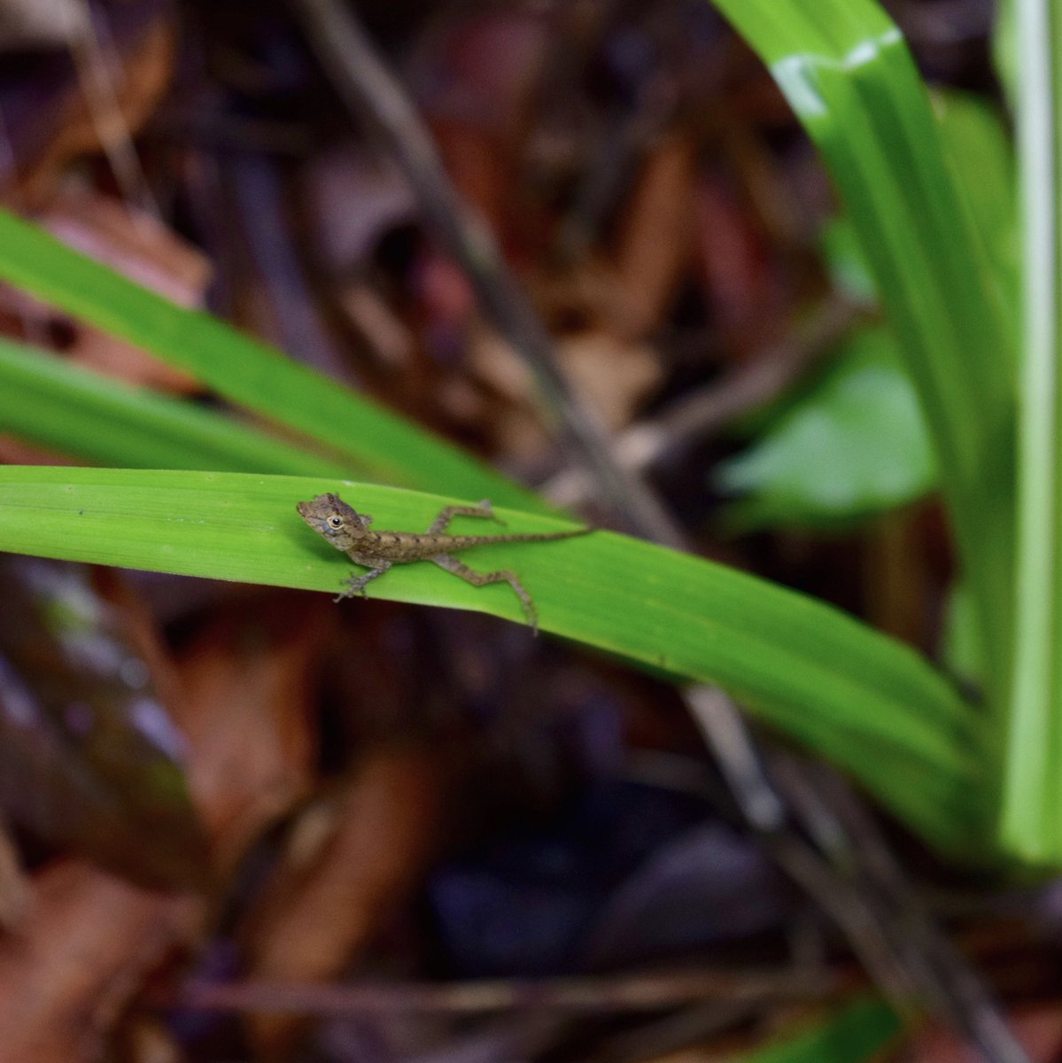 talinden's tweet photo. #DailyCritter Day 14 was a twofer: Anolis lizards! Can you guess why these critters do push-ups? #GymTanLizard https://t.co/gPxHN0M95S https://t.co/NXJKTbduL0