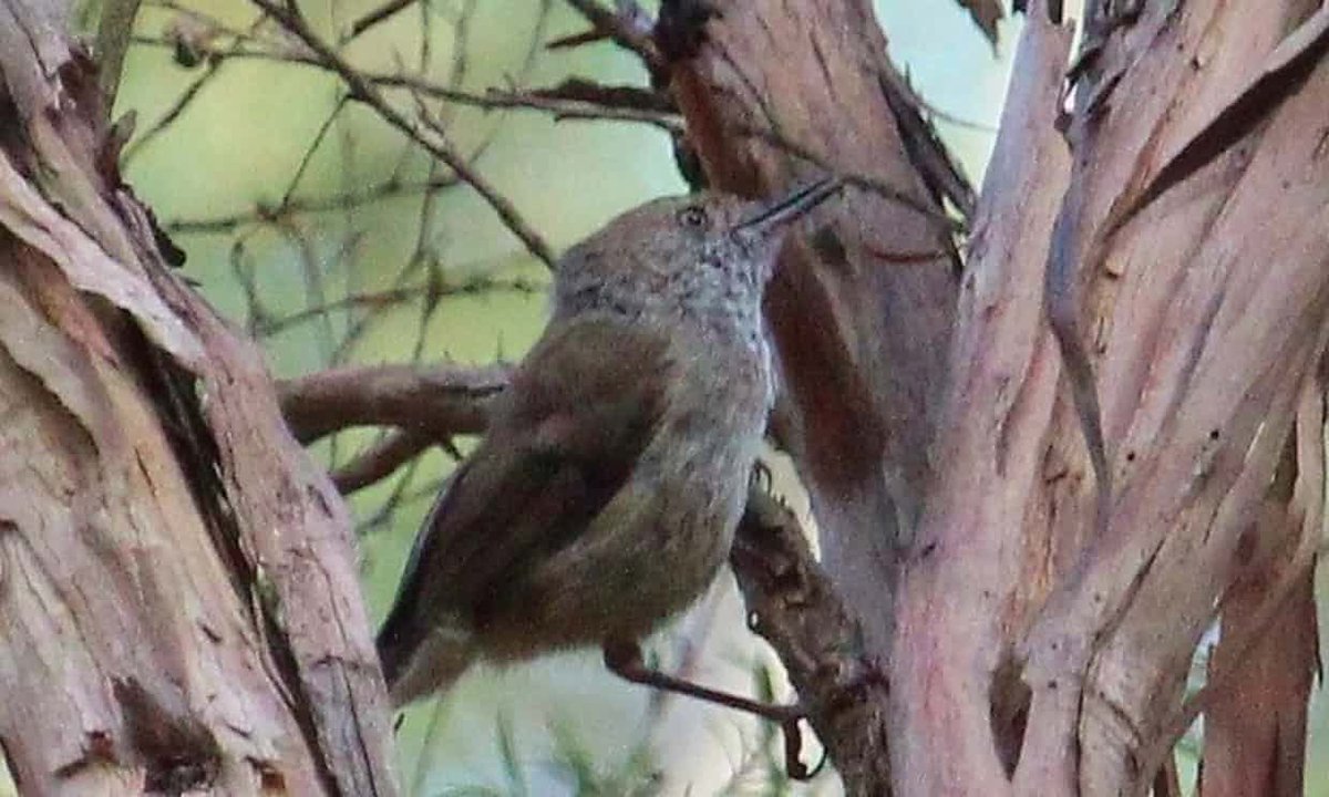 birdwriter's tweet photo. Lack of funding ranks Critically #Endangered King Island brown thornbill & #scrubtit most likely for #extinction. Read more: https://t.co/YXvr1vKgnS #Tasmania https://t.co/fSocxBa4RK