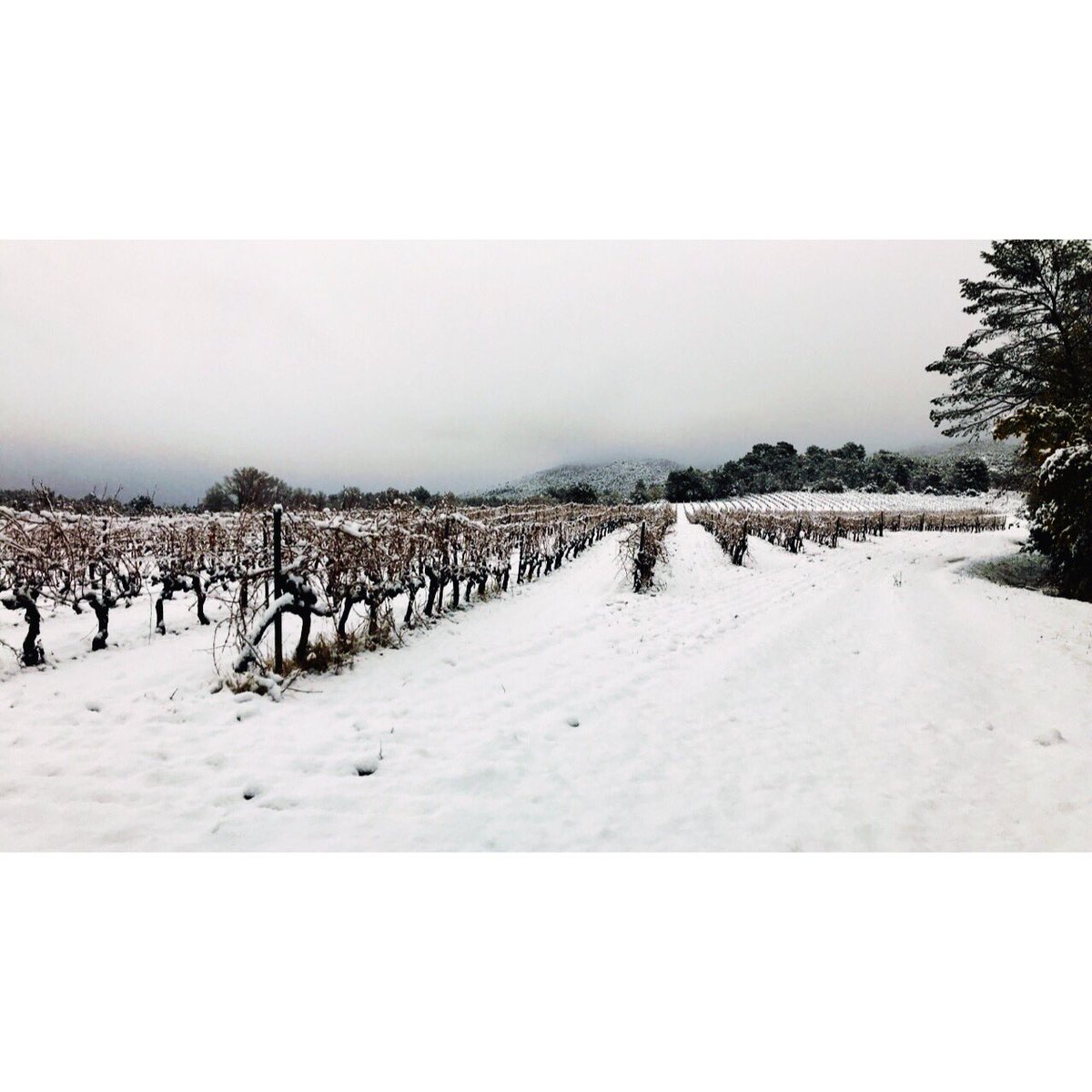 RIMAURESQ's tweet photo. Rimauresq est sous la neige ❄️ magique!

Rimauresq is under the snow ❄️ magic happens!

#Rimauresq #Provence #winterwonderland #snow https://t.co/I0xZoYNuG9