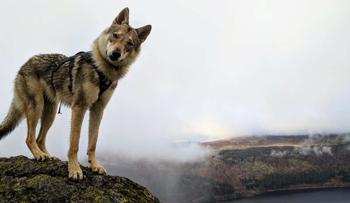 danielkinguk's tweet photo. @keswickbootco #Wolf incoming. We just ran up and down #Hevellyn so should be pacified. Probably. See you soon. 😁 https://t.co/sePoZF6zYv