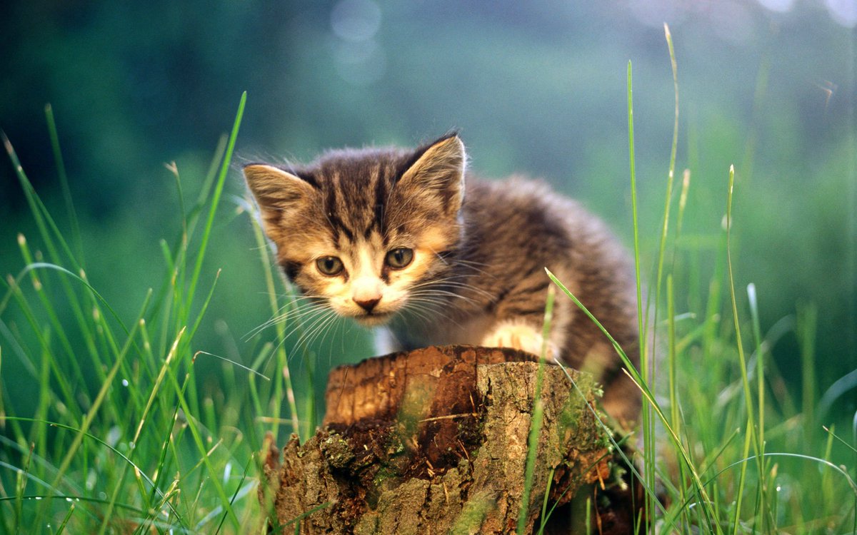 CuteCatRepublic's tweet photo. #Cats tell me without #effort all that there is to know. #CharlesBukowski https://t.co/67rApciQoP