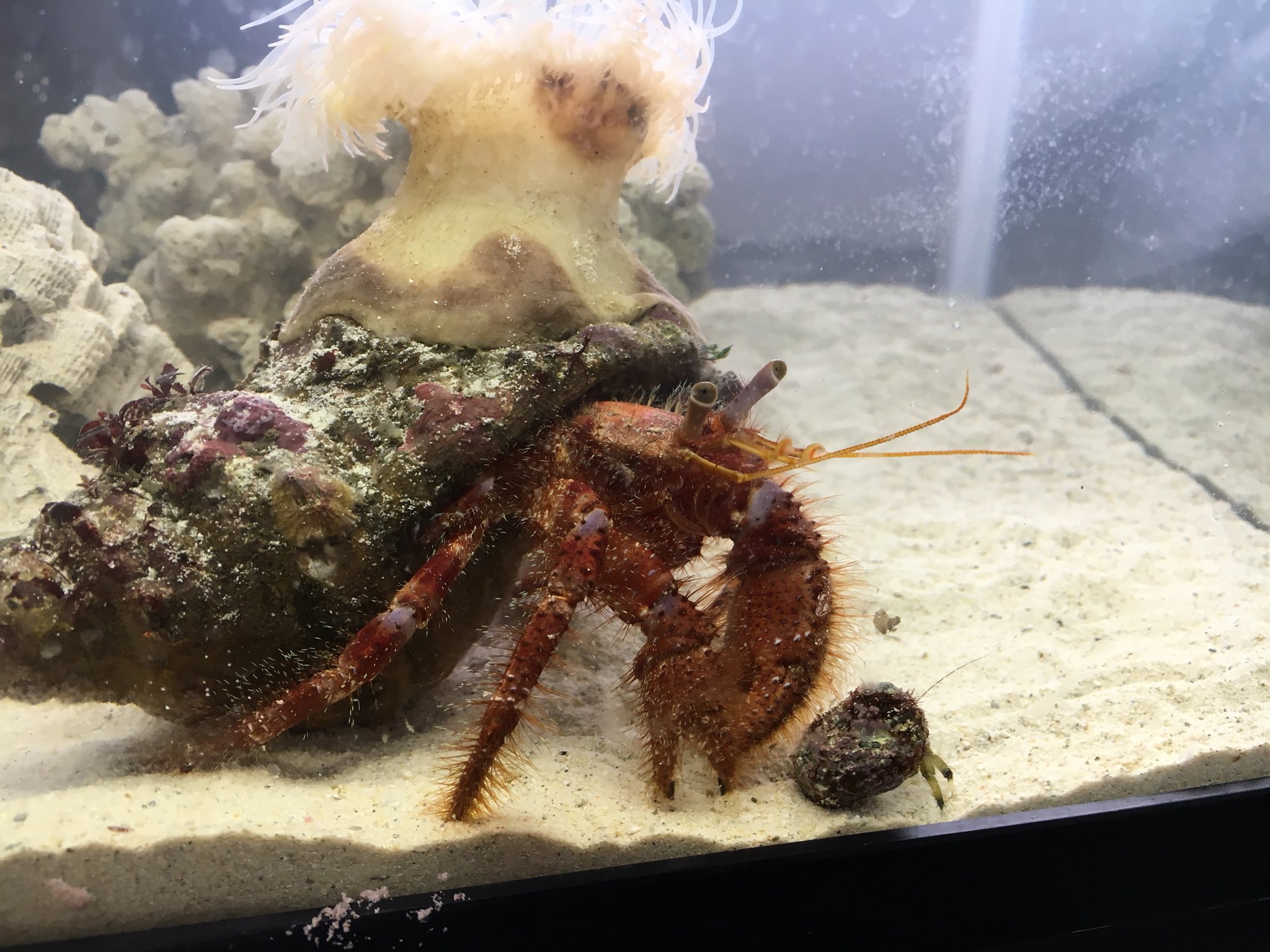 توییتر 桐朋生物部 در توییتر イシダタミヤドカリとホンヤドカリ 圧倒的なサイズ差 イシダタミは背中のイソギンチャクでタコなどの 天敵を追い払います そして代わりに餌を与えたり 遠くまで移動をさせてあげたりしてます イソギンを背負う習性を始め 様々な