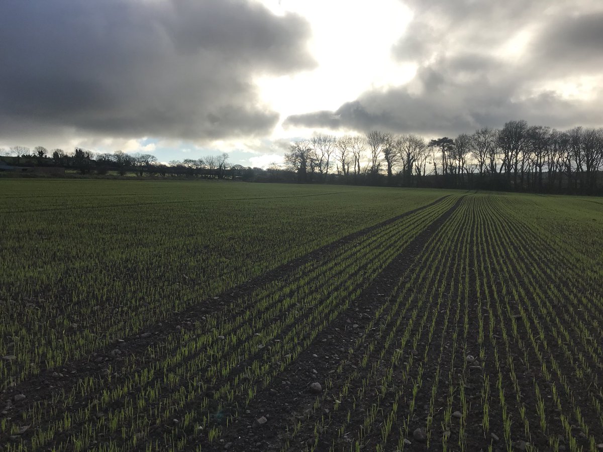 padraigconnery's tweet photo. FlahavansIRL Weed Spray and Aphicide applied this morning to Husky Winter Oats in Clashmore, Waterford. Sown on November 4th at 11 stone per acre with @Goldcrop seed. Happy with the progress so far. #operationoats #winterwarmer https://t.co/9KRxBRx83e