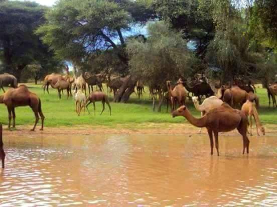 AdamouMahamad2's tweet photo. Ici c'est #Bazagor situé à 90km du département de #Tchinta dans la Région de #Tahoua.#Niger #ne227 #Fakarey #lotti227 #team227 #Nigerguida #Zantché @actuniger @TAMTAMINFOS @RFIculture @Tourisme_PACA @AFRICA24TV @jeune_afrique @RFIAfrique @Le_Figaro @afpfr https://t.co/uVgojb2ofk