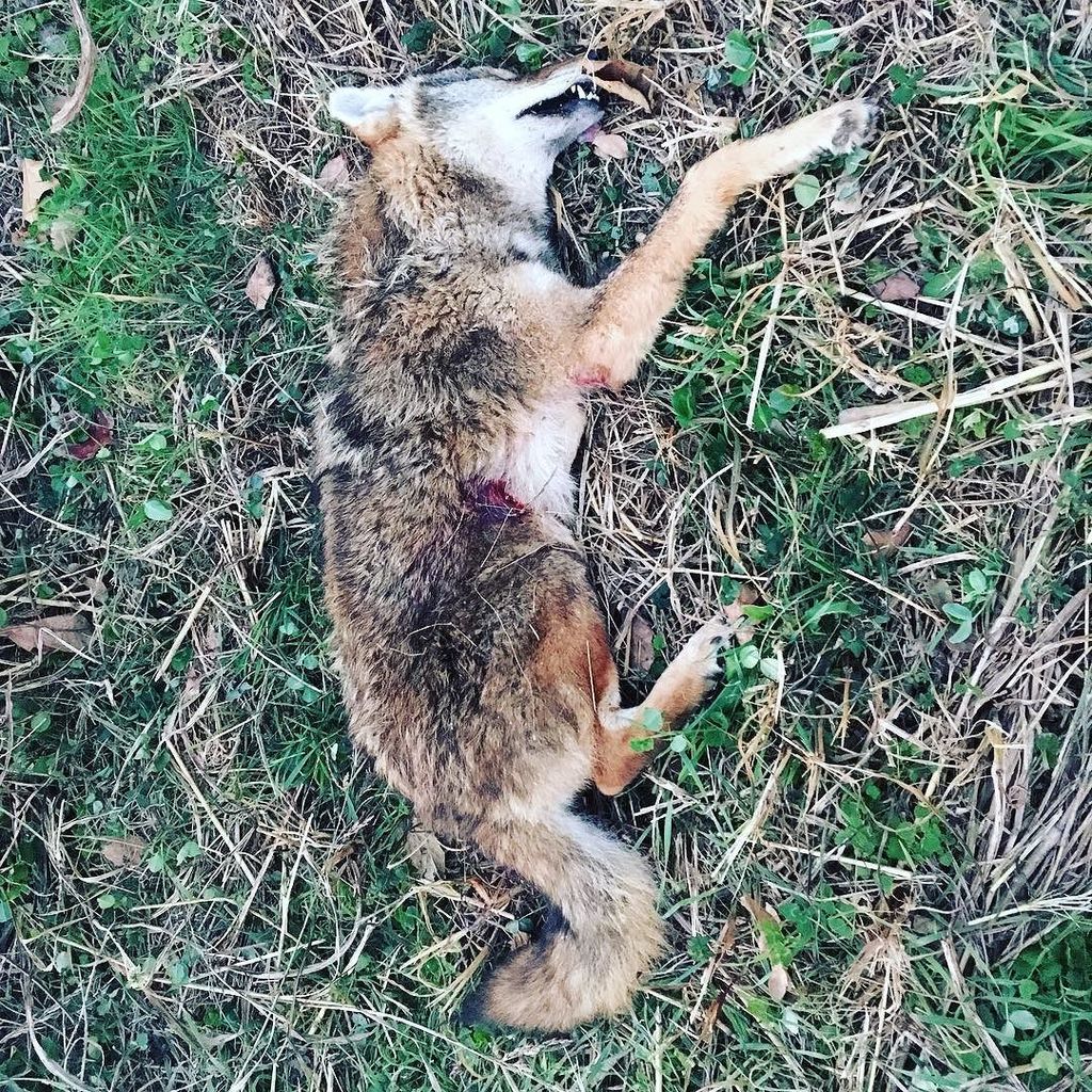 Coyotes ift.tt/2A1valy