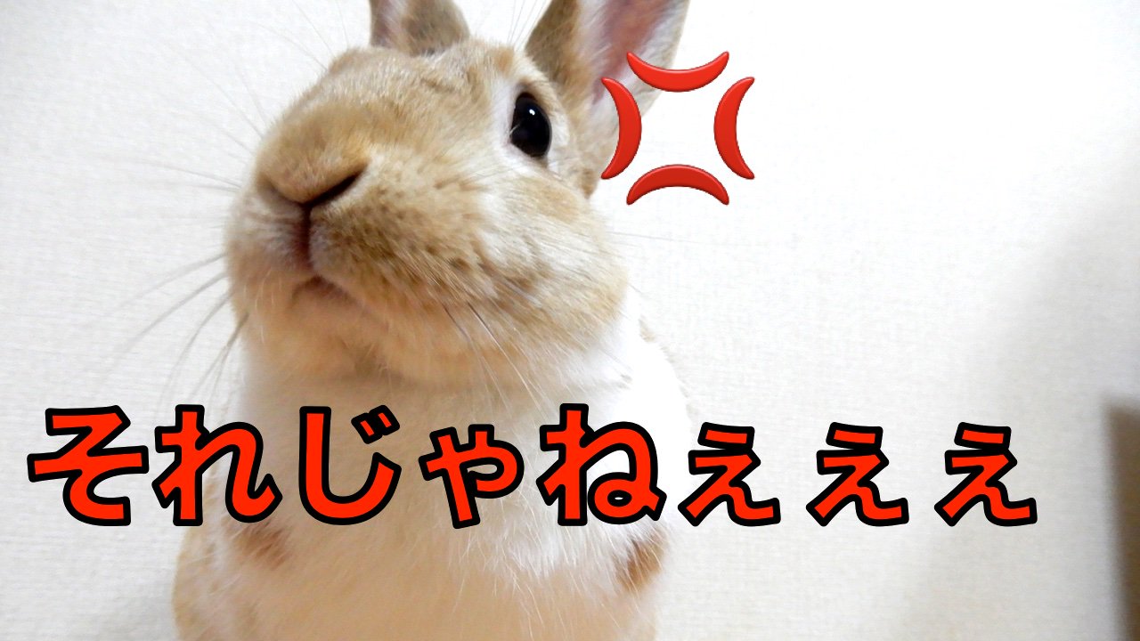 うさぎのサスケ先輩と 時々主さま Ar Twitter サスケ先輩動画がやっと完成しましたぁぁ 汗 T Co Royc0vl4rr なかなか慣れないアプリに悪戦苦闘中です ウサギ 可愛かったらrt 可愛いうさぎ 面白いペット よかったら立ち寄ってください