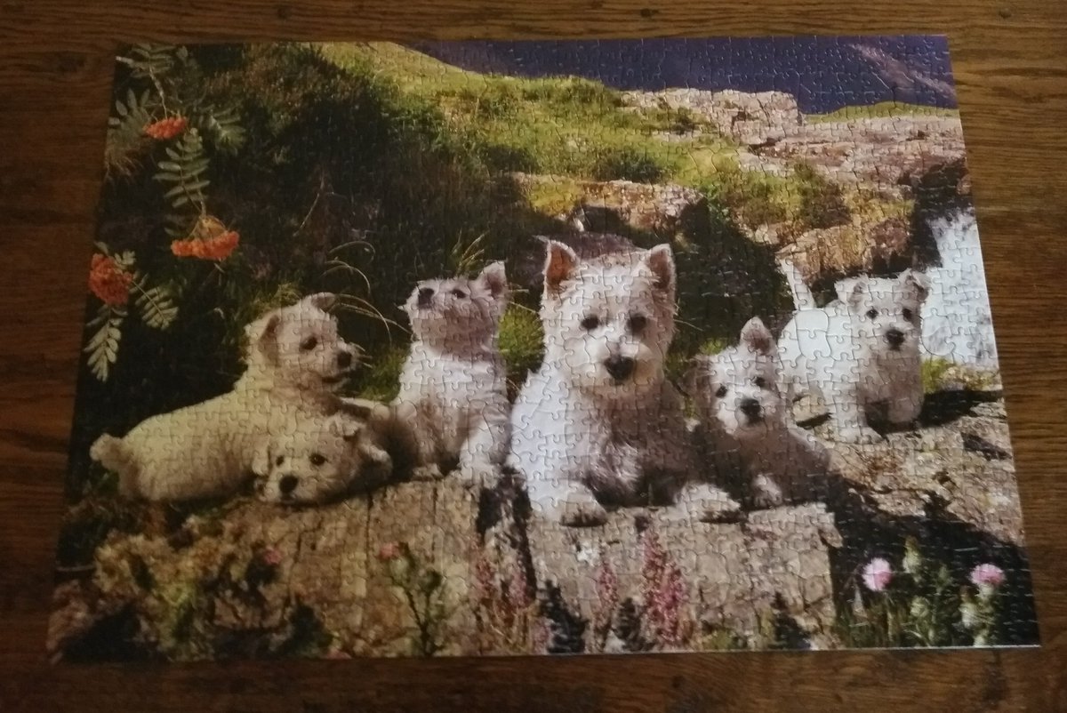 MeganCardel's tweet photo. Tag yourself! I'm the one who spent 2.5 days doing a dog jigsaw. https://t.co/XQoJnmV1tI