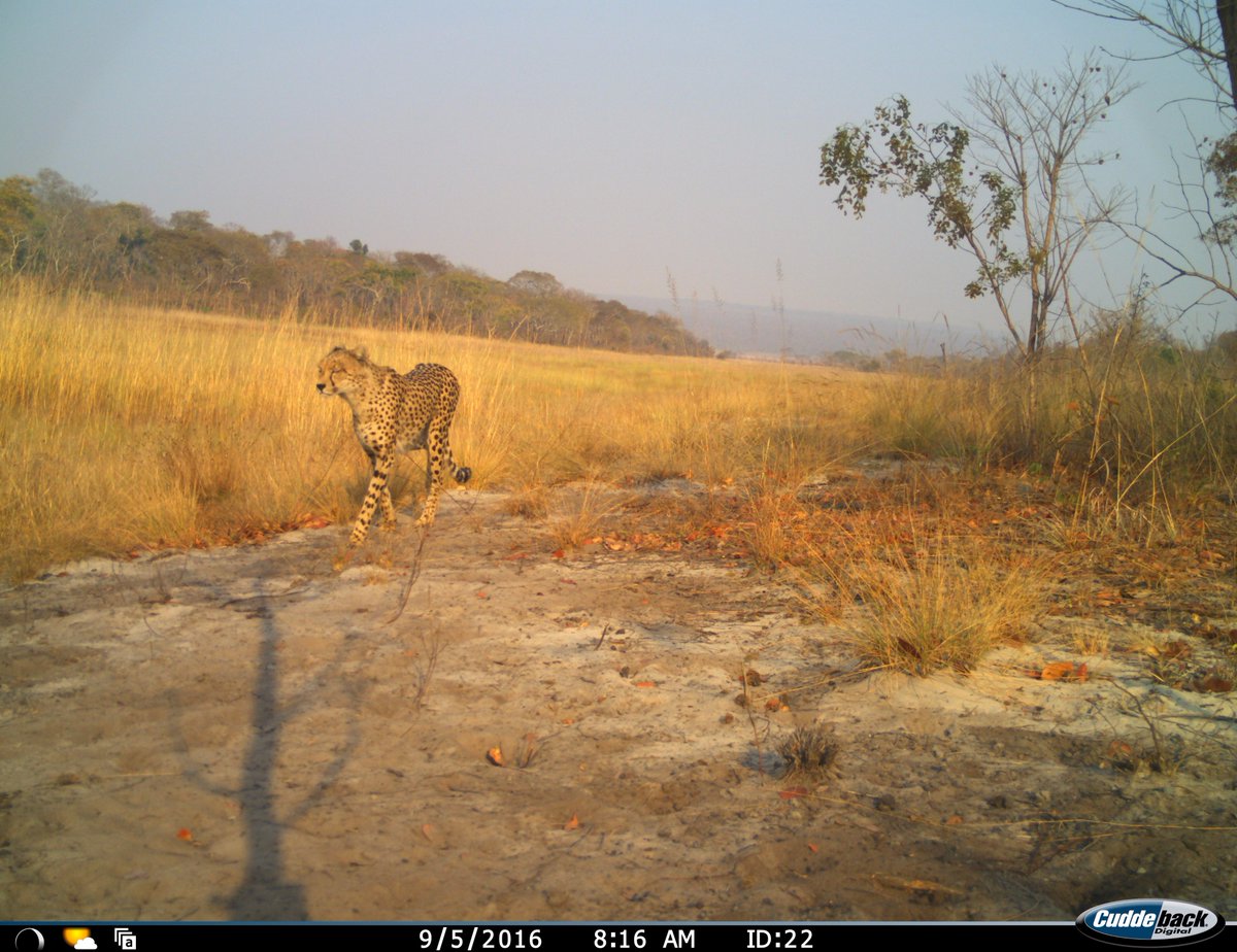 intotheokavango's tweet photo. International Day of the Cheetah - Our camera traps in Angolan Highlands captured photos of these beauties - a vulnerable species that needs protection. #intotheokavango #cheetah https://t.co/suASSIEXar