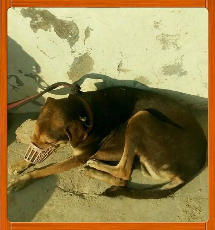 dhyanfoundation's tweet photo. Dog met with an accident and injured his mouth.He suffered internal injuries and started bleeding from stomach. DF paravet gave an immediate initial medical aid and then shifted him to #Krishnaashram for further treatment.#SaveAStray https://t.co/NTFjTrzWZj