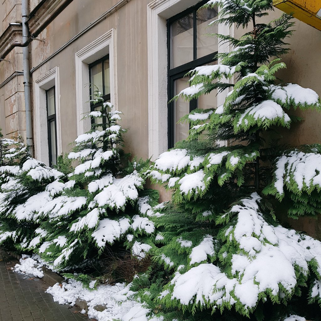 saryberry0's tweet photo. Vor meiner Haustür weihnachtet es sehr 🌲❄🌨 

#XmasFever #xmasiscomming #ErlebeEs #riga #latvija https://t.co/Dct5qnDjpL