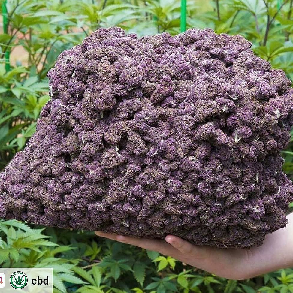 timeweed's tweet photo. Buen lunes!! #thc #thcplus #chronic #cbd #marijuanaclub #maconha #kush #skunk #instaweed #indoorweed #weeds #weedlife #sweetweed #cannabiscommunity #cannabis #indoorgrow #grower #legalizebr #sweetseeds #marihuanna #marijuana #bigbuds #bud #420photograph… https://t.co/99lsh77UJB https://t.co/PO8aJj2HwB