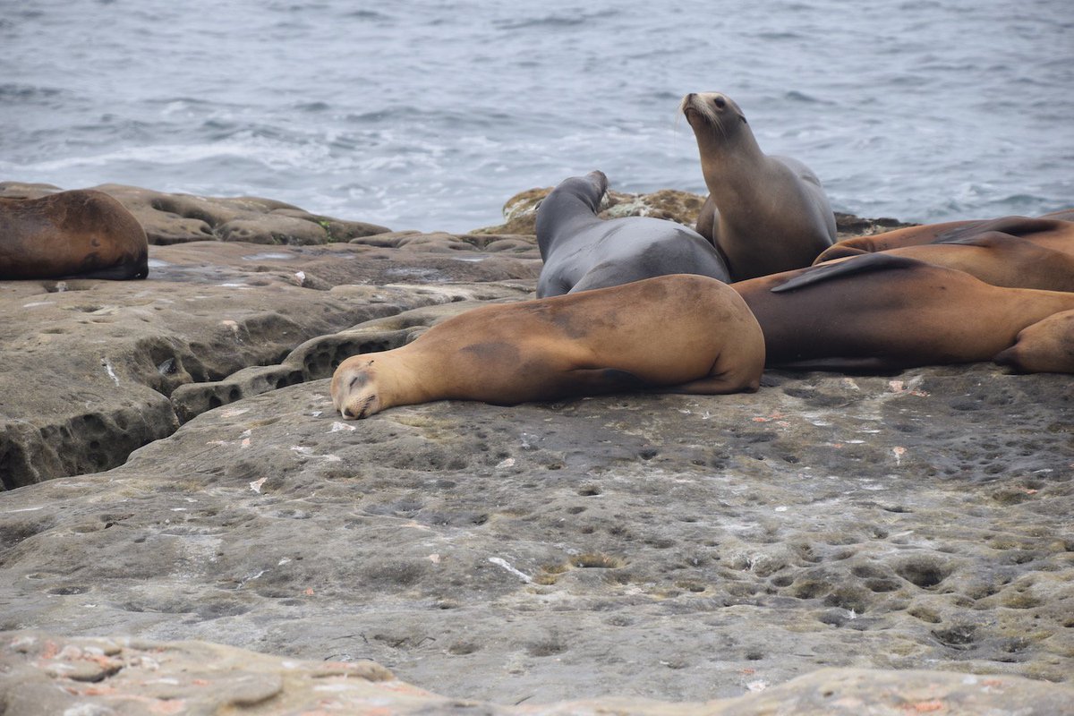 Beach vibes in San Diego! world-of-blogs.nl/store_page/bea… <a href="/GL2T/">GirlsLove2Travel</a>