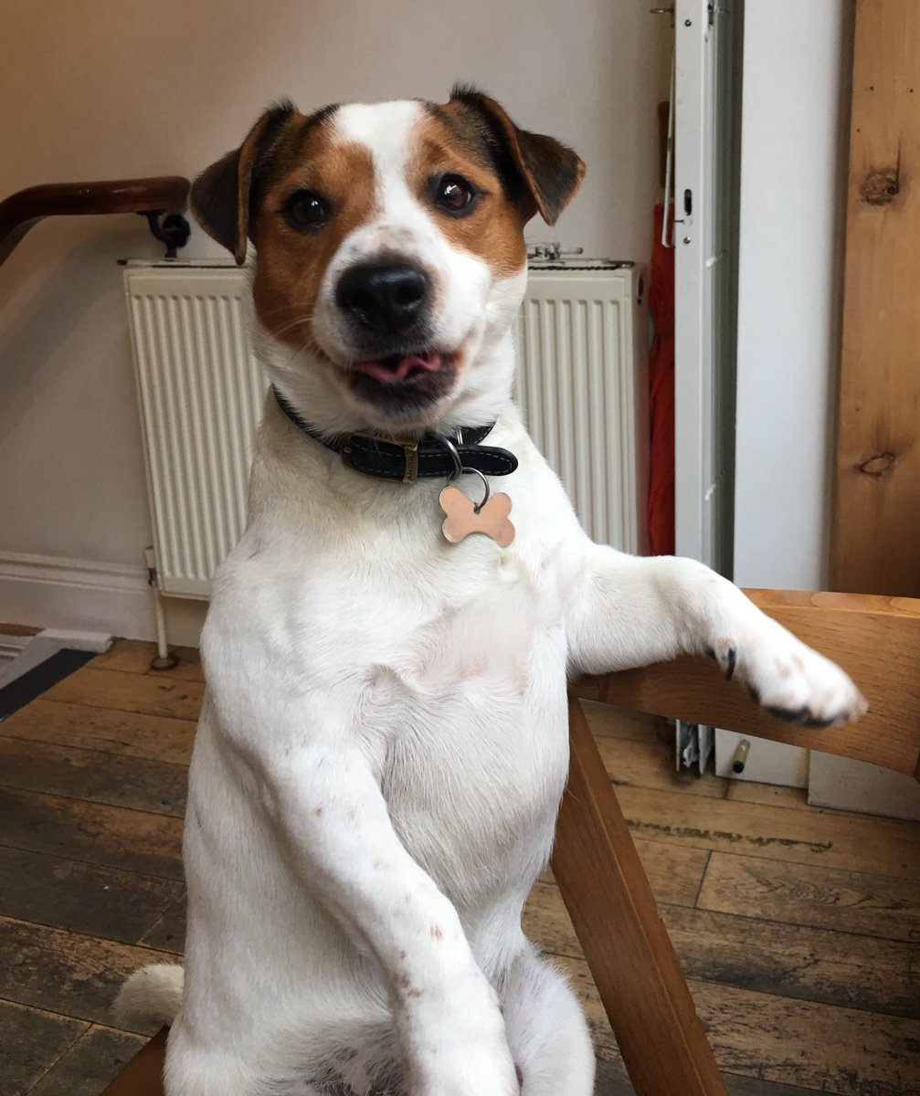 #Facebook #welcome #fitzrovia #simplicityrmstd #Rathbone #Bapouli #jackrussell #salon #hair #barber #highlights #FB20 for a discount.