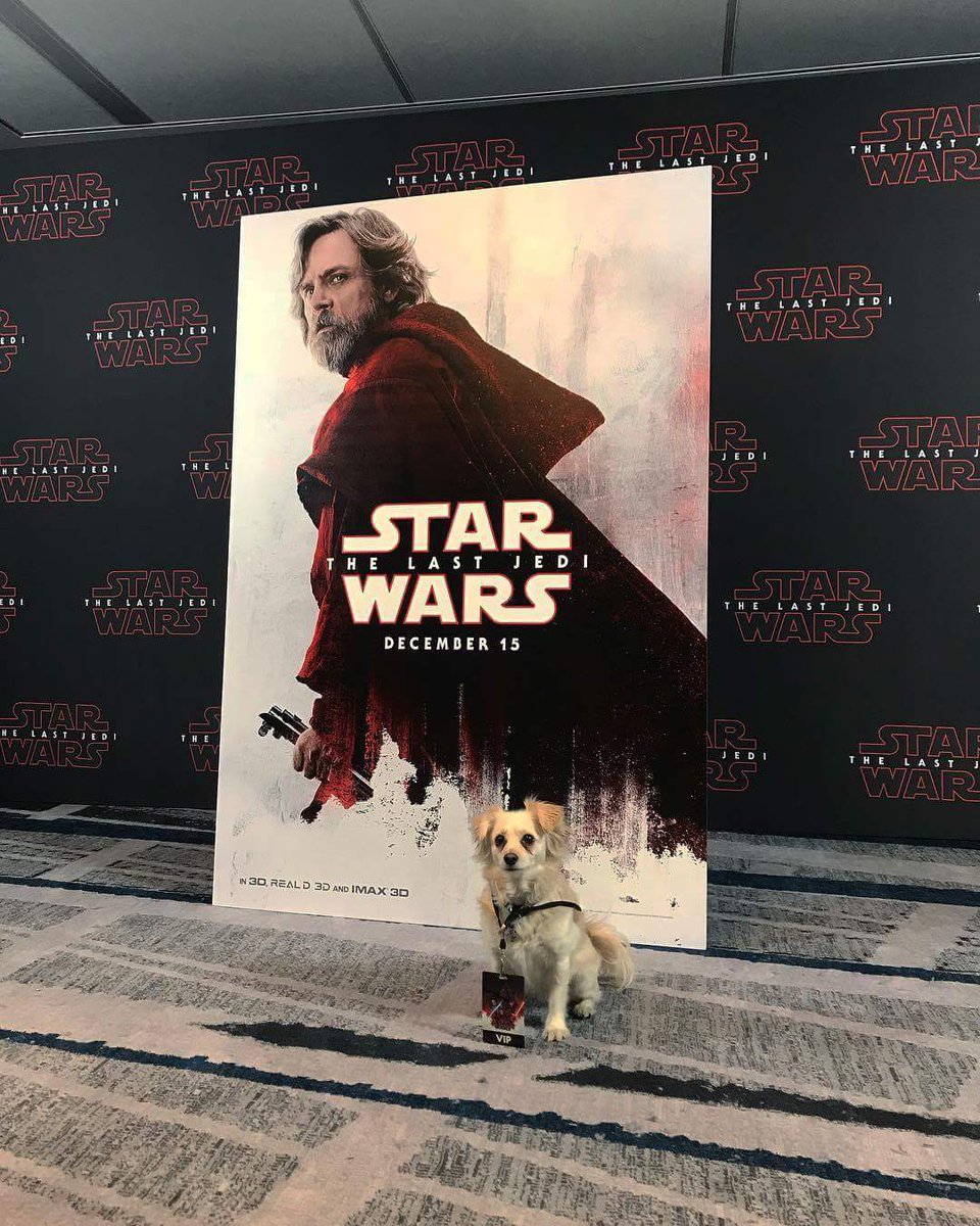 HamillOnSet's tweet photo. This pup is just too cute! Sitting with her pops @HamillHimself 😁 https://t.co/yVX03H8Vva