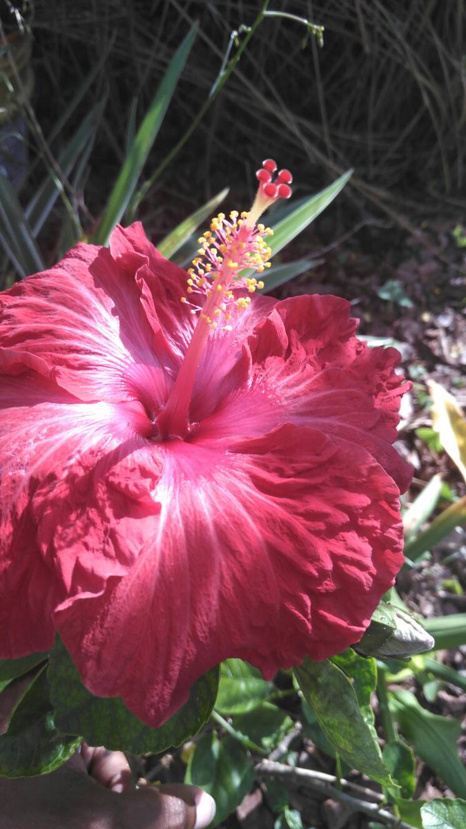 Drewhasagarden's tweet photo. New Hibiscus out. #drewhasagarden #mybackyard #orlando #flowers #hibiscus https://t.co/IIyMx5ikqh