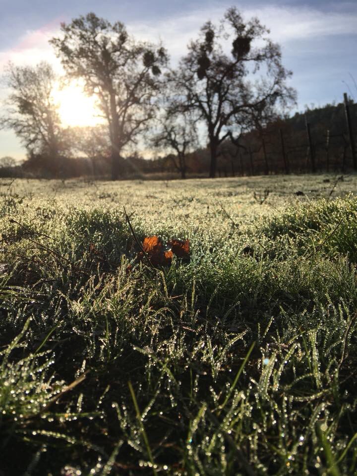 Morning dew in our Michael’s(Sauvignon Blanc) Vineyard. We just receive 90 points on our Sauvignon Blanc by <a href="/WineEnthusiast/">WineEnthusiast</a> thanks to Winemaker Sandy Robertson.