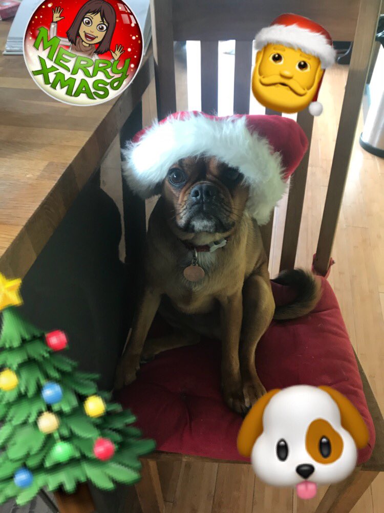 ShakyraDowling's tweet image. Birthday #castingdog - 2 today!