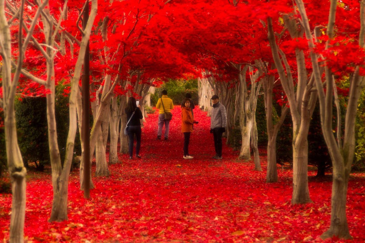 ひろクン ほっかいどー En Twitter 今年最後の秋は 赤紅葉 赤紅葉 平岡樹芸センター 紅葉 秋 ひろクン ほっかいどー En Twitter 今年最後の秋は 赤紅葉 赤紅葉 平岡樹芸センター 紅葉 秋