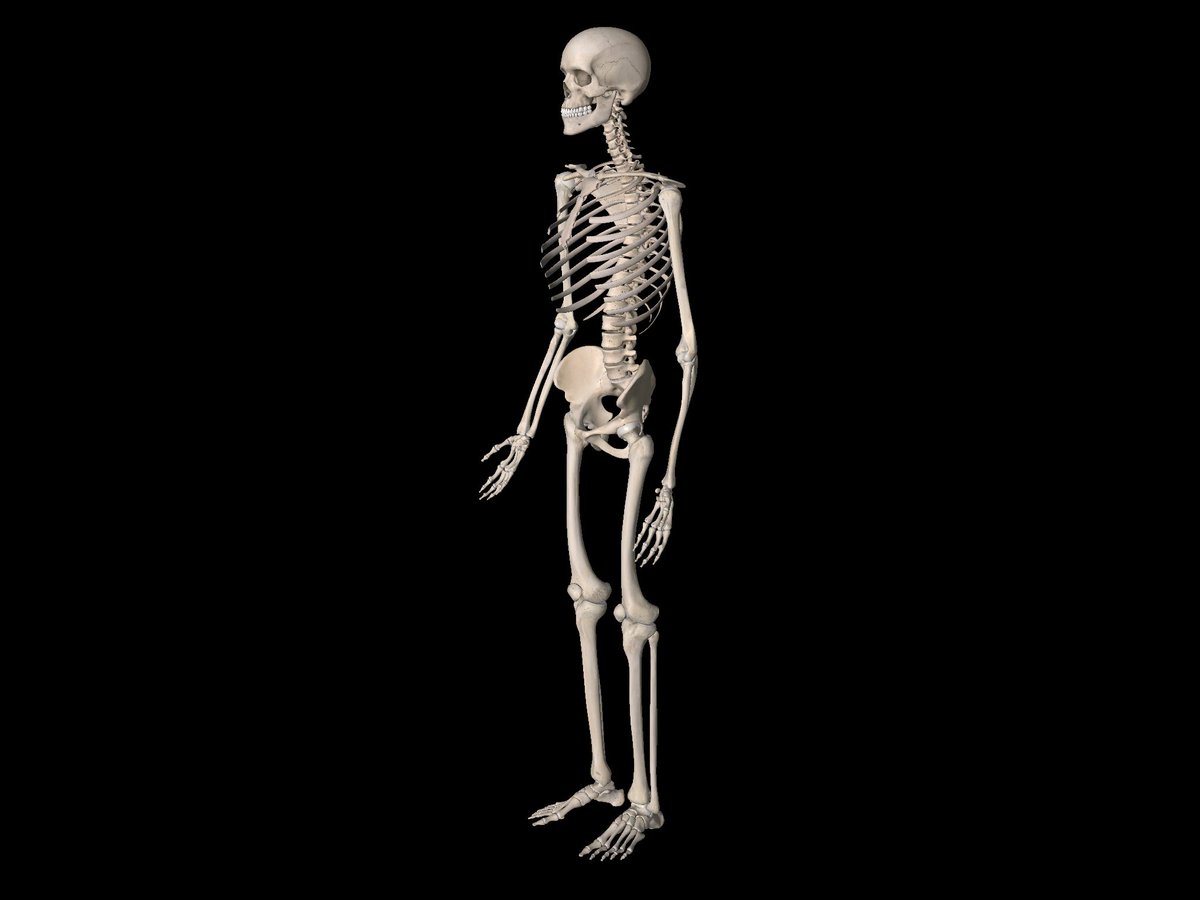 vertebrillo's tweet photo. Medical Annotation via #EssentialSkeleton4 app. https://t.co/Ue33XyIlge