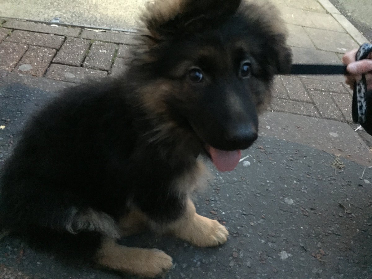 inksplott's tweet photo. Little Cooper melted #Splott hearts back in October with his fluffiness & cuteness & fluffiness! Owner, William, recently sent #inksplott an update and look how he's grown! He's as popular (and fluffy) as ever and even has his own Instagram @GSDCoops. Send in your #PetsofSplott https://t.co/v4qgnpOn3Z