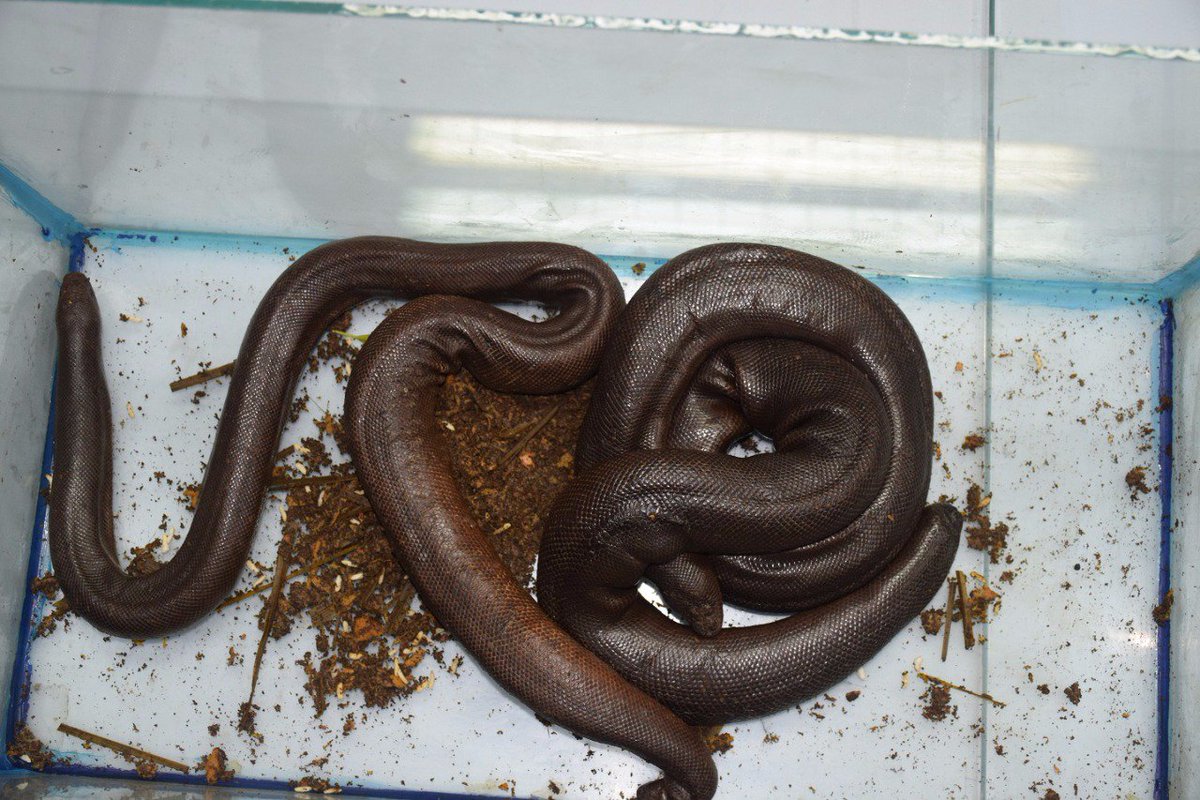 2 mouthed (Mandul) sand boas worth Rs.50,00,000 seized in Pune by Crime Branch unit 1