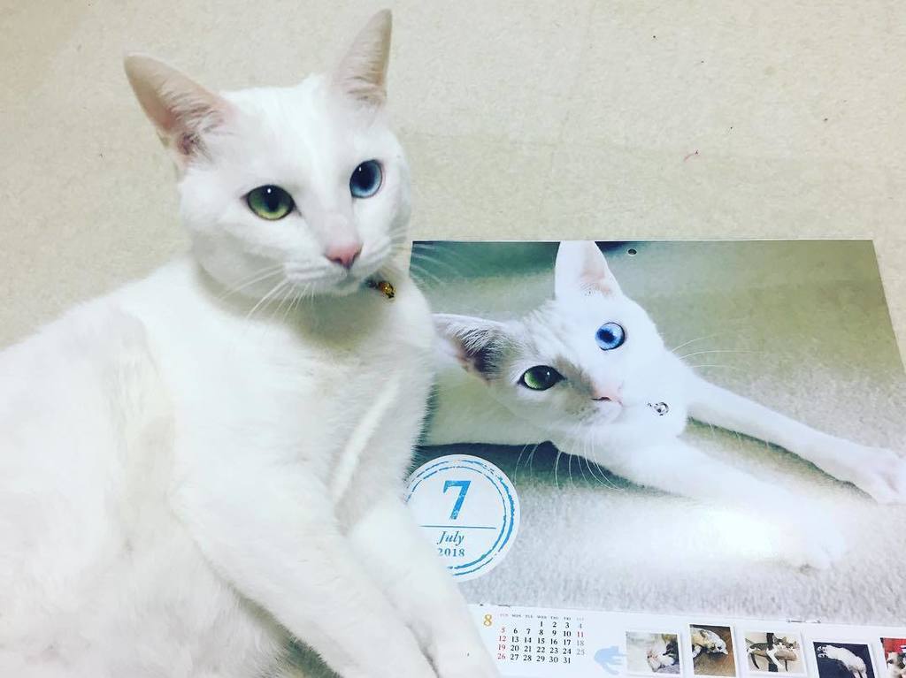 ねこのきもちカレンダー