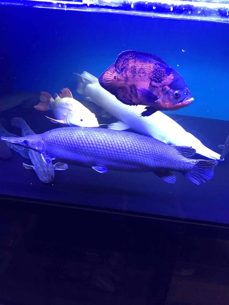 なお オスカー欲しい方いませんか かねだい でルビーレッドスペシャルというのを幼魚から育てて今約30センチです プラバラを威嚇したりプラアリに食べられそうになったりするので放出しようかと 条件はフォロワー様1000円売りで埼玉 引き取り限定です なお オスカー欲しい方いませんか かねだい でルビーレッドスペシャルというのを幼魚から育てて今約30センチです プラバラを威嚇したりプラアリに食べられそうになったりするので放出しようかと 条件はフォロワー様1000円売りで埼玉 引き取り限定です