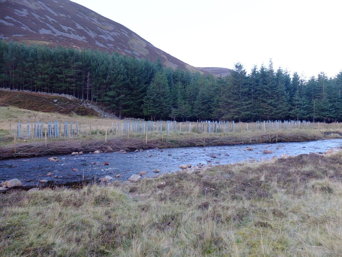 DeeCatchment's tweet photo. Installing and planting up #nativetree enclosures and trialling #willowspilling to protect and enhance the #riverbank. thanks to @IFMfish and @RiverDeeTeam for the training https://t.co/cf3E2raKXT