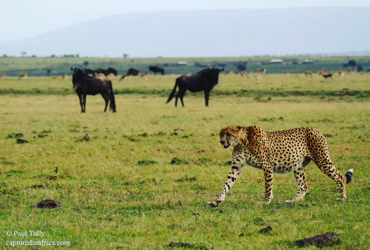capinafrica's tweet photo. It's #InternationalCheetahDay and with Cheetahs tragically down to just 7,200, it's imperative that we save them from land loss, human conflict, poaching/trade/smuggling in wild cheetah cubs and breeding projects that do not benefit their species.
#IntCheetahDay #WorldCheetahDay https://t.co/O4ADY0ia0J